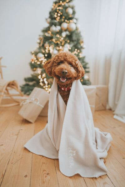 HUNTER Hundedecke Casper